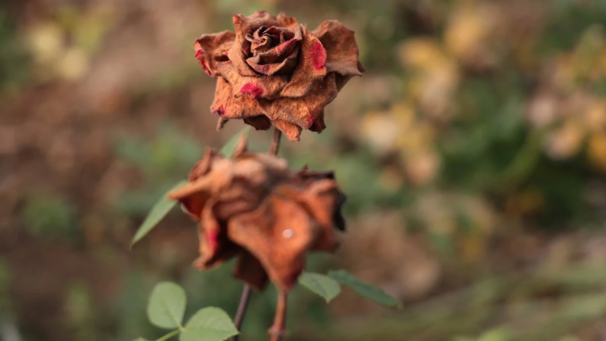 Zirai don Sevgililer Günü’nü vurdu: Güller dalında kurudu, fiyatlar uçtu