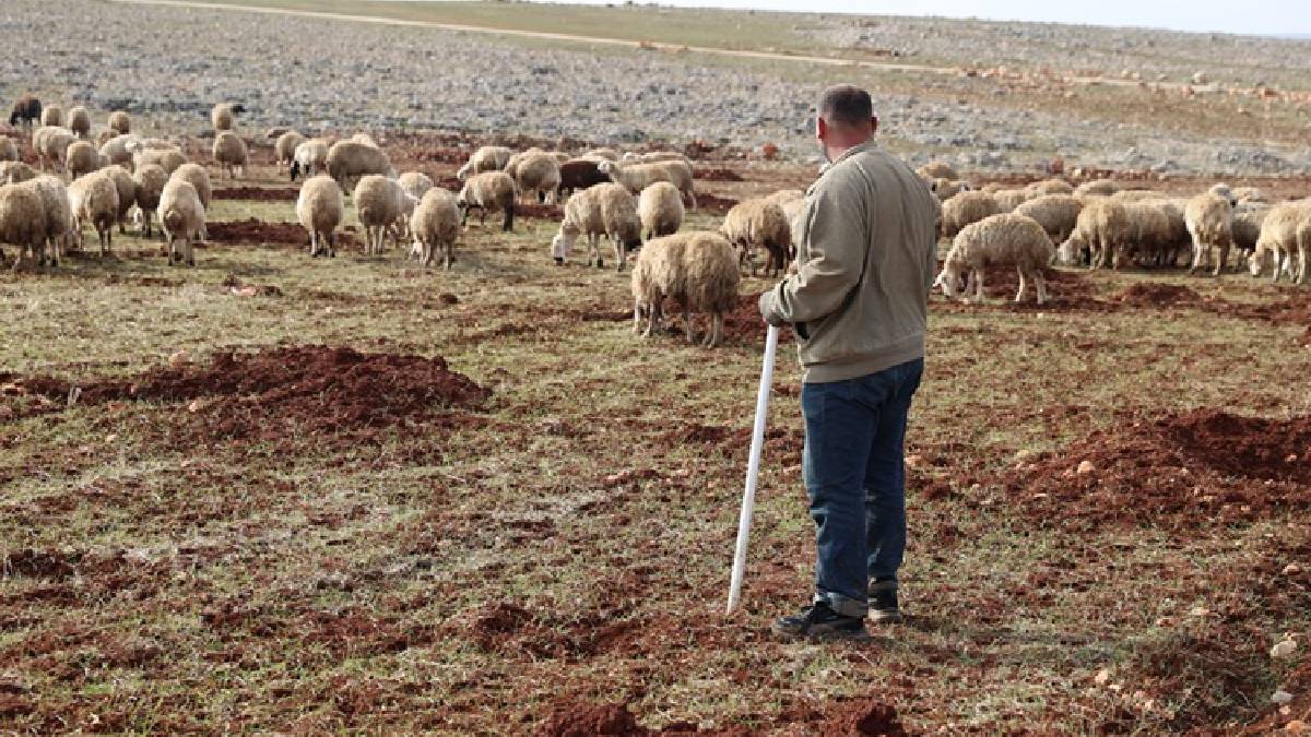 Depremde kaybetti devlet desteği yenilerine kavuşturdu: Şimdi sürüsünü büyütüyor