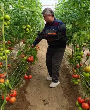 Kaplıca suyuyla en doğal üretim: Kütahya’dan çıkıyor, pazarların gözdesi oluyor