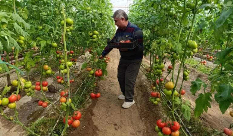 Kaplıca suyuyla en doğal üretim: Kütahya’dan çıkıyor, pazarların gözdesi oluyor