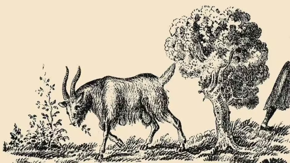 Optik illüzyon testi: Bu keçinin sahibi nerede? 5 saniyede bulabilir misiniz?