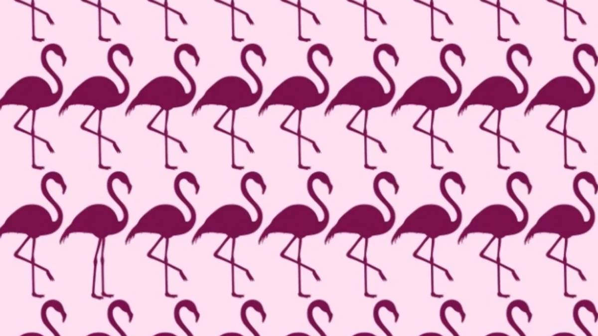 Dikkatinize güveniyor musunuz? Sadece yüksek IQ’lu kişiler farklı flamingoyu 6 saniyede seçebiliyor!
