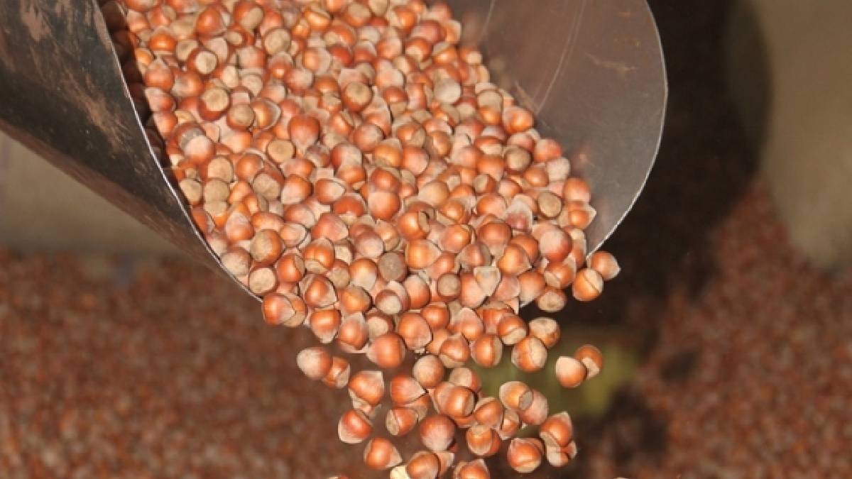 Herkes ekiyor evlerin vazgeçilmezi oluyor: Paketli satılınca fiyatı 1000 TL’yi aşıyor