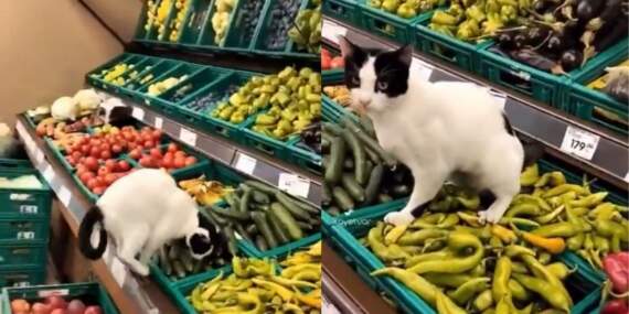 3 harfli markette pes dedirten görüntü: Kedinin orada ne işi var?