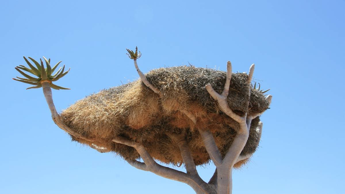 Savanda yükselen gizemli apartmanlar! Kimse inanamadı ama mimarları sadece 15 gram