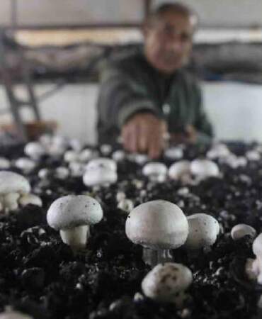 Ahırda başladığı üretim 3 çadırda sürüyor: 70 günde bir 3 defa hasat ediyor