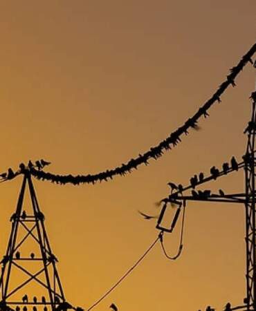 Elektrik telleri sandığınız kadar masum değil! Kuşlar bizim göremediğimiz o tehlikeyi görüyor