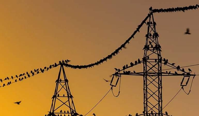 Elektrik telleri sandığınız kadar masum değil! Kuşlar bizim göremediğimiz o tehlikeyi görüyor