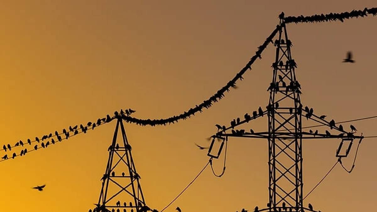 Elektrik telleri sandığınız kadar masum değil! Kuşlar bizim göremediğimiz o tehlikeyi görüyor