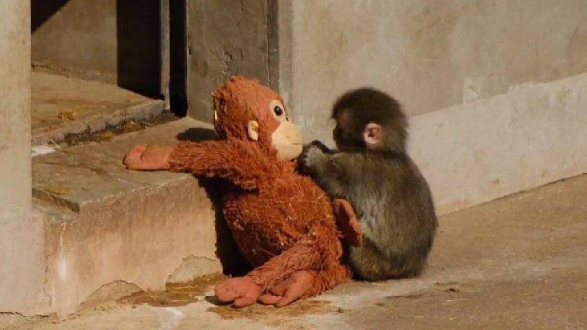 Terk edilen yavru maymun peluş oyuncağına sarılarak teselli buluyor