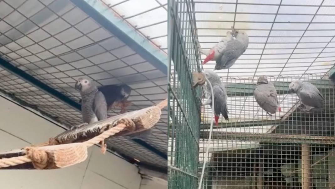 Libya’dan gelen yolcuların bavullarında 20 Afrika Gri Papağanı yakalandı