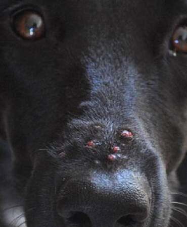 Sadece insanlarda çıkmıyormuş… Kedi ve köpeklerde çok şanssız