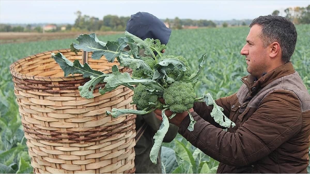 Eylül’de ekildi hasadı başladı! Rusya ve Gürcistan kasa kasa alıyor: Kilosu 30 TL
