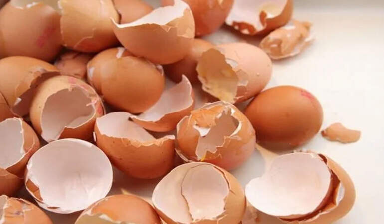Altın değerindeymiş de haberimiz yokmuş: Yumurta kabuklarını sakın çöpe atmayın!