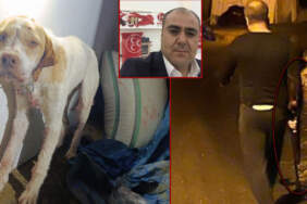 MHP’li İlçe Başkanı komşusunun köpeğine kurşun yağdırdı: “Dinime imanıma hepinize sıkarım”