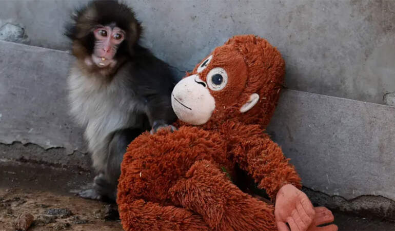 Punch’ın peluşu satış rekoru kırdı