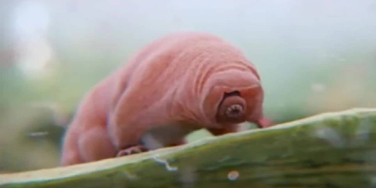 Dünyanın en dayanıklı canlısı! Uzay boşluğunda bile hayatta kalabiliyor