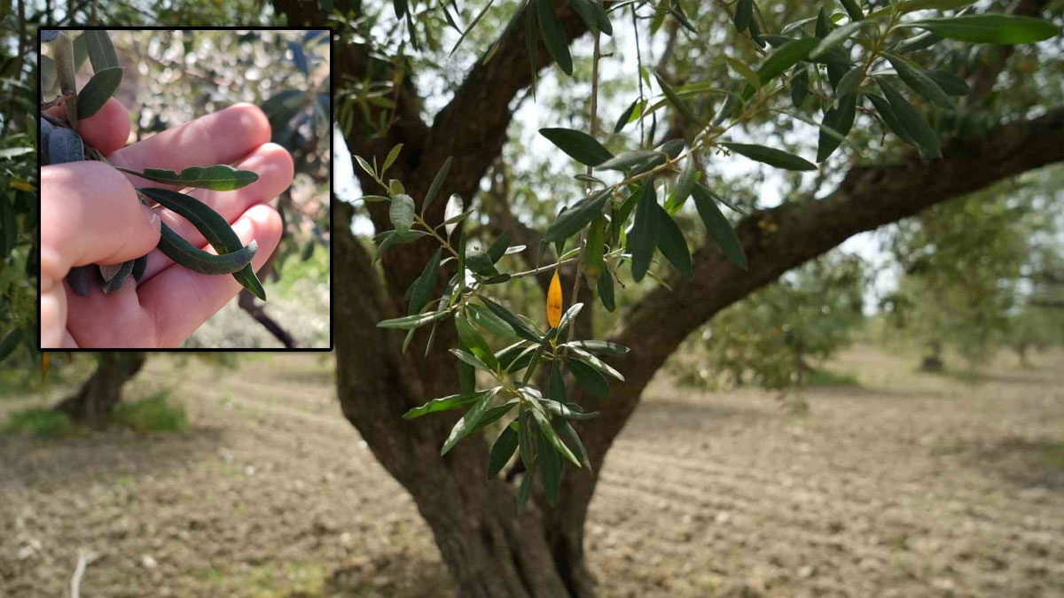 Zeytinde yeni tehdit: Hastalık riski artıyor