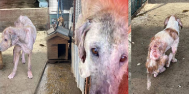 Barınakta Vicdanları Sızlatan Manzara… Tepkilerin Ardından Soruşturma Açıldı