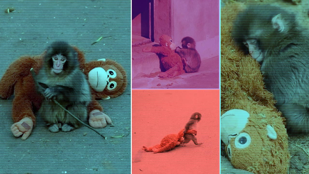 Fenomen Punch’ın Oyuncağına Büyük İlgi: İşte Yok Satan Oyuncağın Türkiye’deki Fiyatı