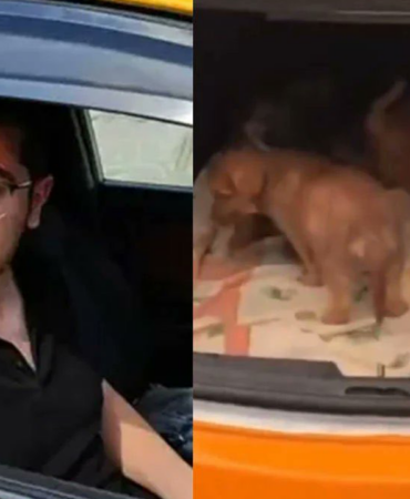 Hayvan Katili Doktora Ödül Gibi Ceza