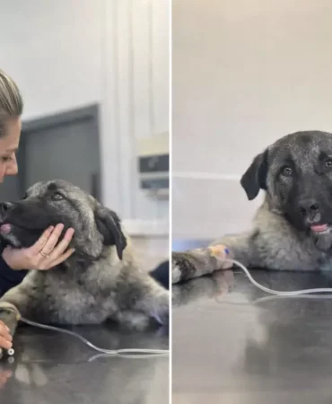 Kamyonetin arkasında ölüme sürüklenen köpeği Seren Serengil sahiplendi