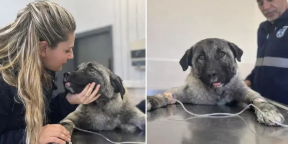 Kamyonetin arkasında ölüme sürüklenen köpeği Seren Serengil sahiplendi