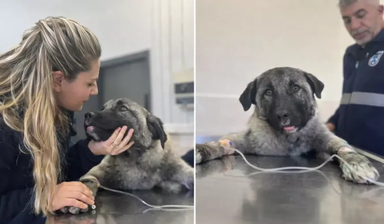 Kamyonetin arkasında ölüme sürüklenen köpeği Seren Serengil sahiplendi