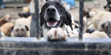 Şanlıurfa’da Bütün Sokak Hayvanları Toplatıldı: Vali’den Ekiplere ‘Teşekkür’
