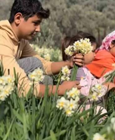 Alzheimer tedavisinin kritik maddesi: ‘Beyaz altın’ hasadı başladı!