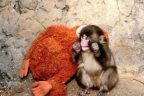 Annesi reddetti, peluşu sırdaşı oldu: Punch Maymun hikayesi ne, şimdi nerede?