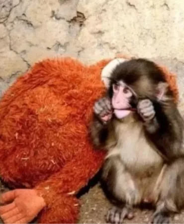 Annesi reddetti, peluşu sırdaşı oldu: Punch Maymun hikayesi ne, şimdi nerede?
