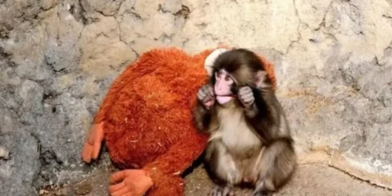 Annesi reddetti, peluşu sırdaşı oldu: Punch Maymun hikayesi ne, şimdi nerede?
