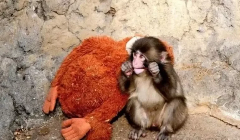 Annesi reddetti, peluşu sırdaşı oldu: Punch Maymun hikayesi ne, şimdi nerede?