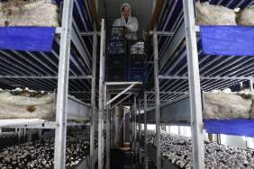 %55 hibeyle kurduğu tesis arı gibi işliyor: Günde 2, ayda 60 ton üretim yapıyor!