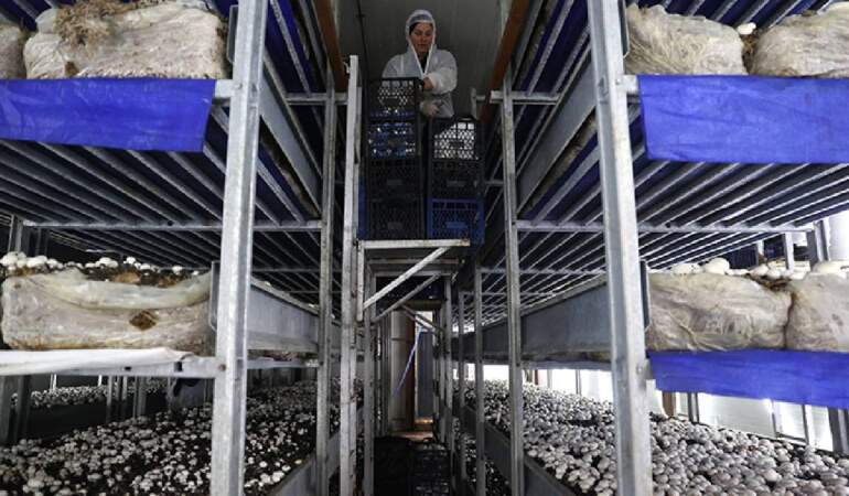 %55 hibeyle kurduğu tesis arı gibi işliyor: Günde 2, ayda 60 ton üretim yapıyor!