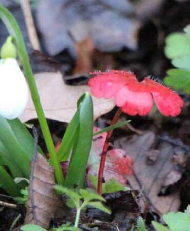 Bu çiçekleri görenler sakın koparmasın! Resmen bir servet değerinde…