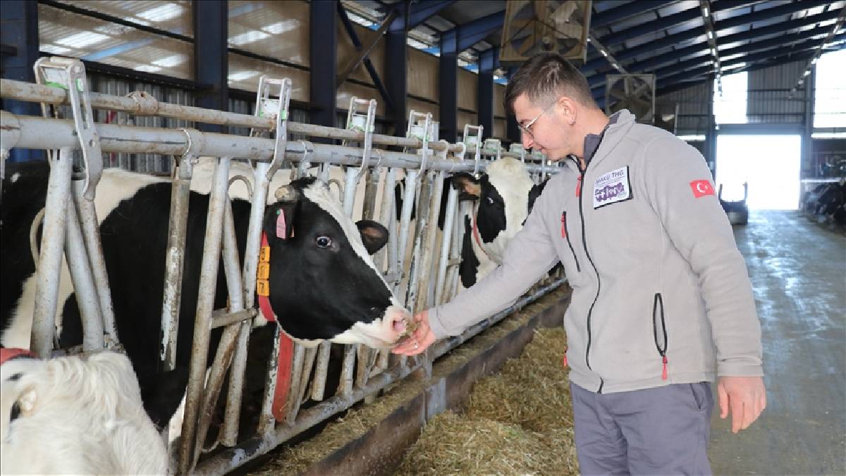 23 yaşında ‘Küpeli çoban’ olarak tanınıyor: Hedefi 100 baş hayvanlı modern çiftlik