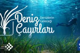 Deniz çayırları yok olma tehlikesiyle karşı karşıya: Ekonomik kayıp 42 milyar doları bulabilir