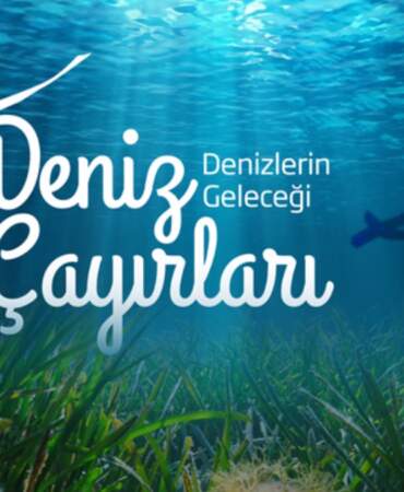 Deniz çayırları yok olma tehlikesiyle karşı karşıya: Ekonomik kayıp 42 milyar doları bulabilir