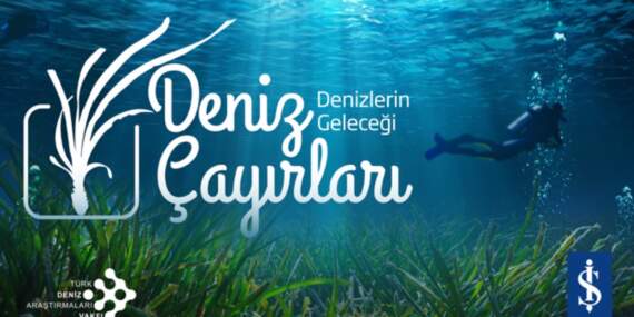 Deniz çayırları yok olma tehlikesiyle karşı karşıya: Ekonomik kayıp 42 milyar doları bulabilir