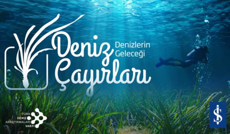 Deniz çayırları yok olma tehlikesiyle karşı karşıya: Ekonomik kayıp 42 milyar doları bulabilir