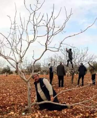 Toprak suya doydu hasada az kaldı: 120 bin ton rekolte bekleniyor