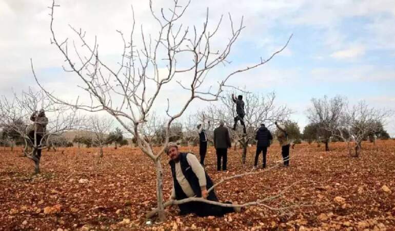 Toprak suya doydu hasada az kaldı: 120 bin ton rekolte bekleniyor