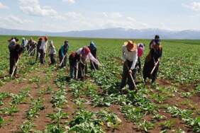 Tarım işçisinin maaşı 37 bin lirayı aştı