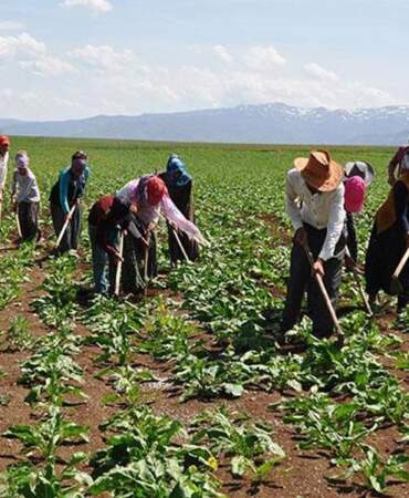 Tarım işçisinin maaşı 37 bin lirayı aştı