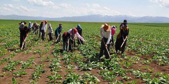 Tarım işçisinin maaşı 37 bin lirayı aştı