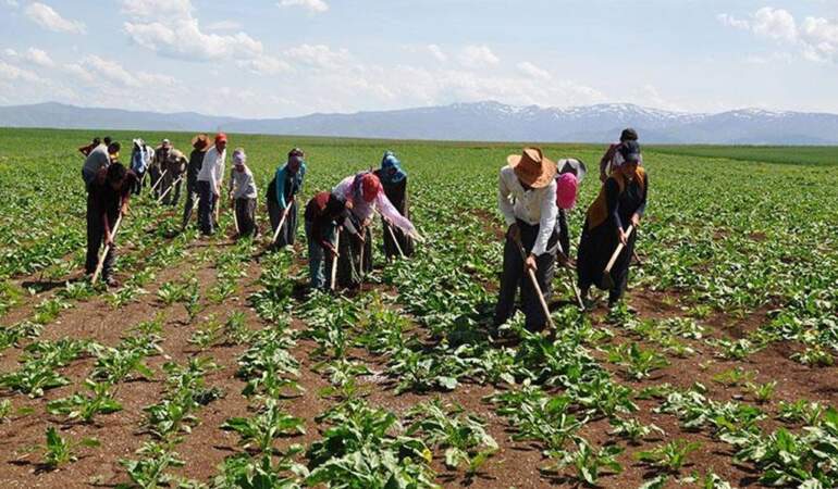 Tarım işçisinin maaşı 37 bin lirayı aştı