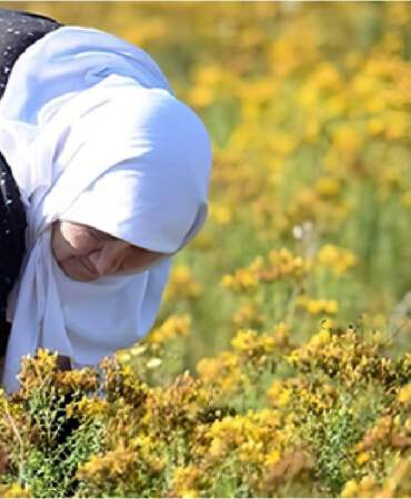 Yol kenarlarındaki ‘Sarı altın’: Kilosu 1.250, litresi 1.200 TL
