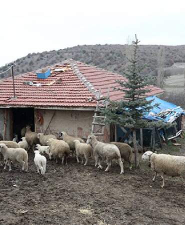 Şehirden sıkıldı köye kaçtı: 85 hayvanıyla ekonomiye katkı sağlıyor